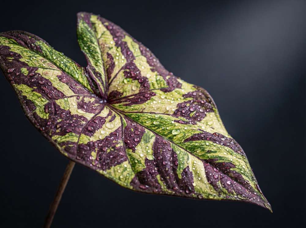 蘑菇视频植物测评视频