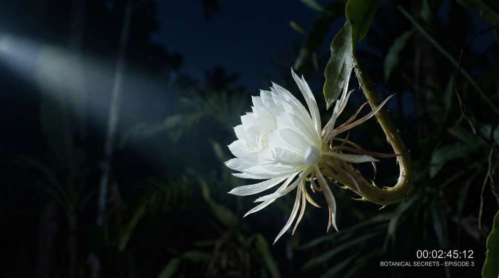 蘑菇视频植物视频-夜间开花延时摄影